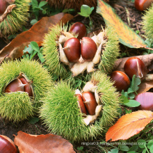 Hot Sale Halal Certificate China New Crop Fresh Chestnut